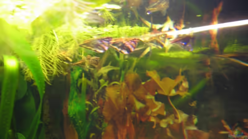 Mamorierter Beilbauchfisch (Carnegiella strigata) von David Deutschmann (10)