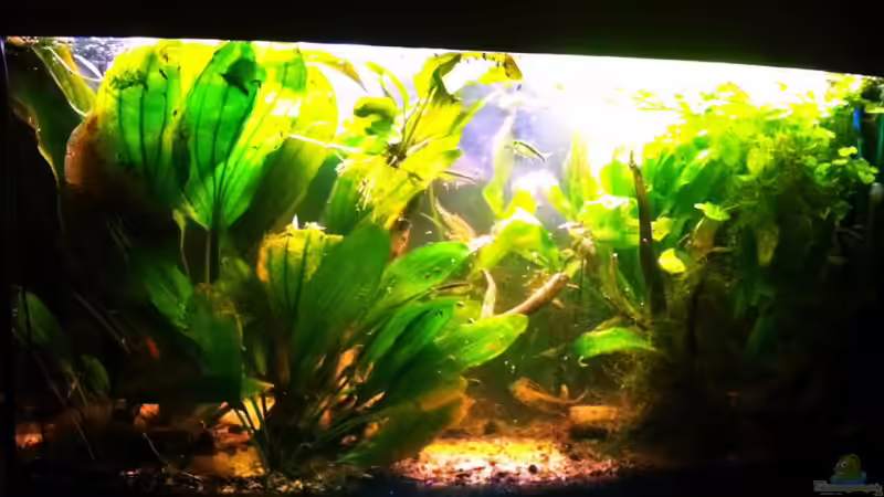 Man beachte: Die Blätter des hinteren Echinodorus links sind über 60cm lang --> und der bekommt schon wieder ein Kindel oO von Caricciola (5)