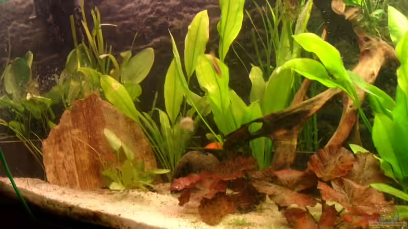 Nymphaea lotus im Aquarium (Einrichtungsbeispiele mit Tigerlotus)