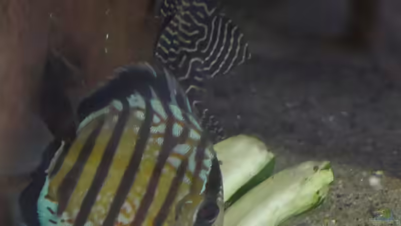 Man glaubt es nicht - Diskus als Zucchini-Vegetarier von ravaka (23)