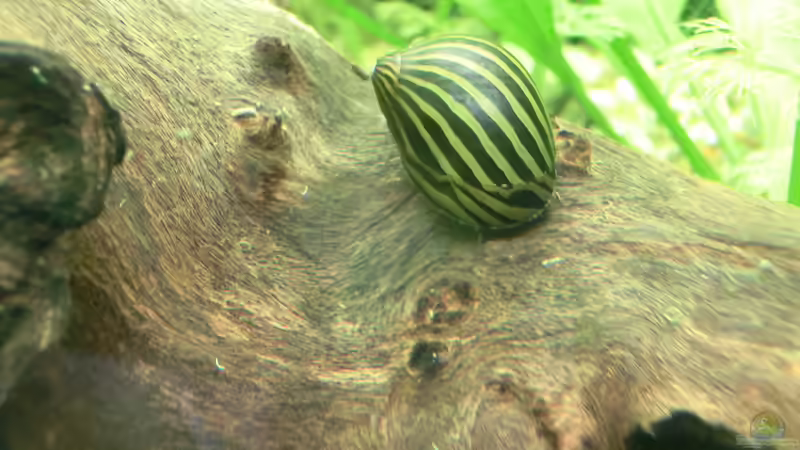 Man kann deutlich sehen, wie viel sie seit dem Einsetzen gewachsen ist! von . (32)