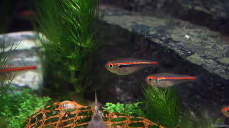 Man merkt: ich fotografiere gern ^^; von vixen (37)