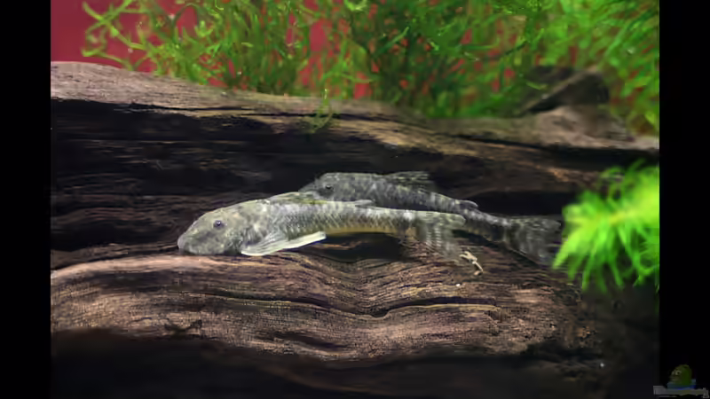 Man merkt auf jeden fall, dass die Pittbull Welse gern Körperkontakt haben oder von vixen (18)