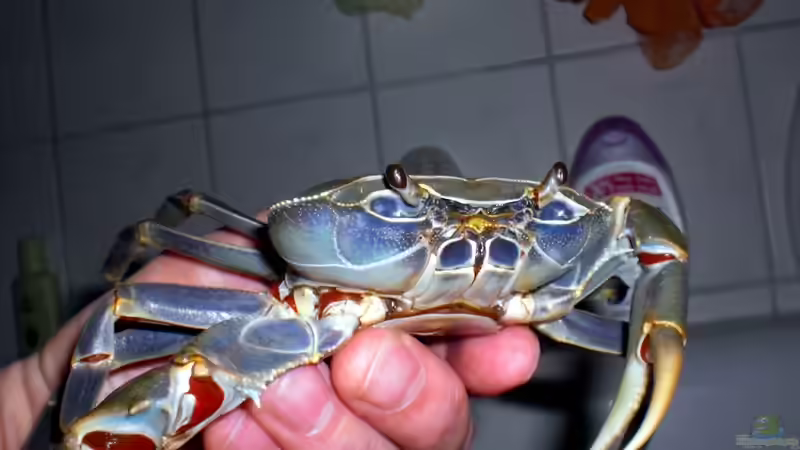 man muss ganz schön aufpassen,sie ist sehr stark mit ihren scheren von bl@cky is b@ck (25)