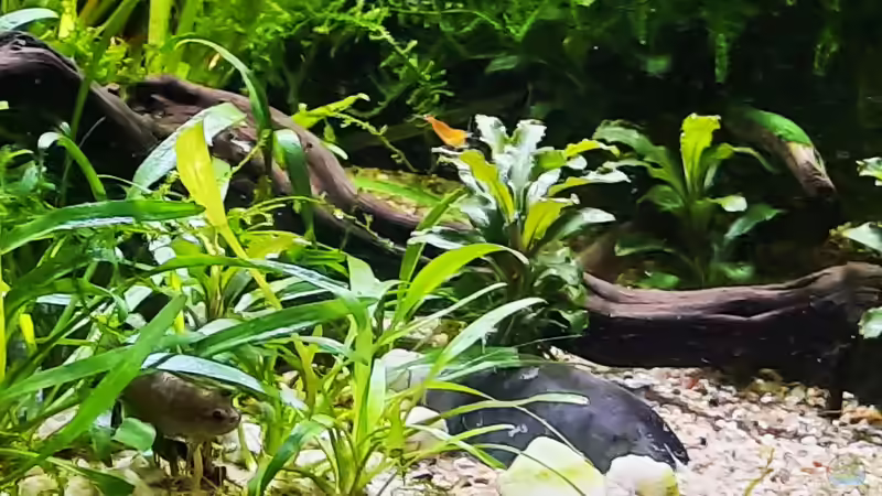 Man muss sie schon etwas suchen..... von okefenokee (34)