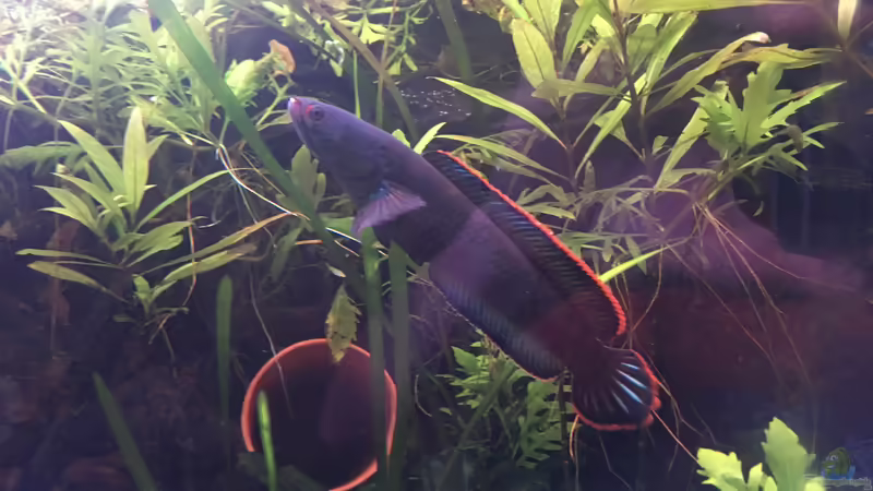 Man sieht ja, woher sie ihren Namen haben :) von Harald Kästner (40)