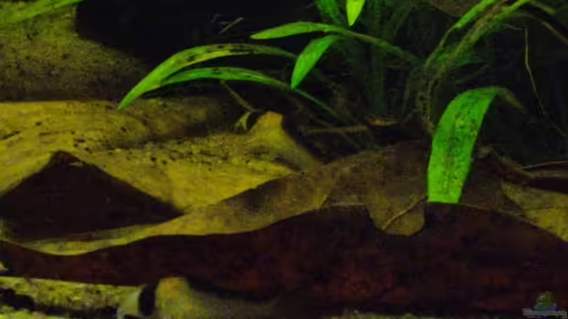 man sieht leider ganz schlecht den wunderschönen leuchtenden orangenen Fleck an von Caricciola (29)