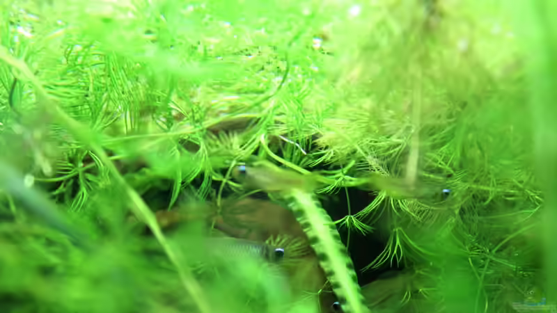 man versteckt sich.... von Falk (83)