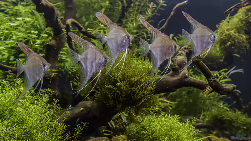 Manacapuru 4 Monate alt unmittelbar nach Einzug von JARB (37)