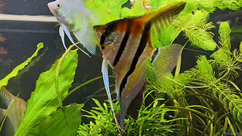 Manacapuru Rotrücken-Skalar: Standortvariante oder Züchtung?