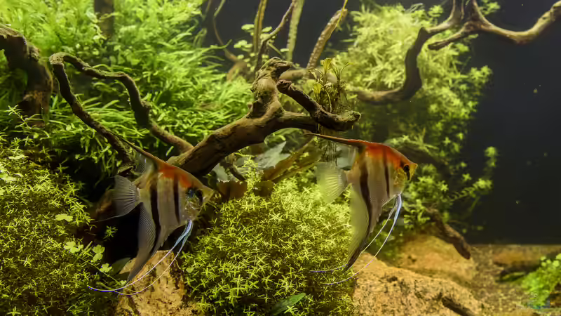 Manacapuru Rotrücken von JARB (43)