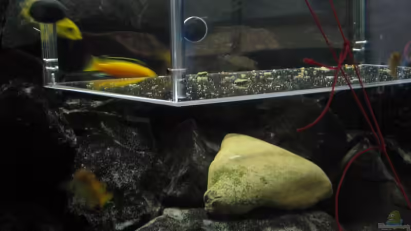 Manche Fische sin cleverer als andere von HessiJames (33)