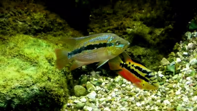 manchen und weib von Harry van Scherpenzeel (7)