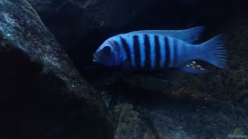 Manda Bock von Alex1981 (19)