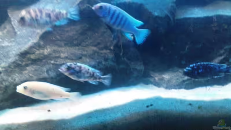 Manda-Mädels mit ihrem Macker dahinter Magunga-Bock von Alex1981 (18)