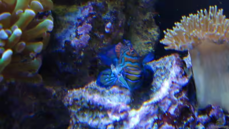 Mandarin Leierfisch/w_____Pterosynchiropus splendidus von .uschi (35)