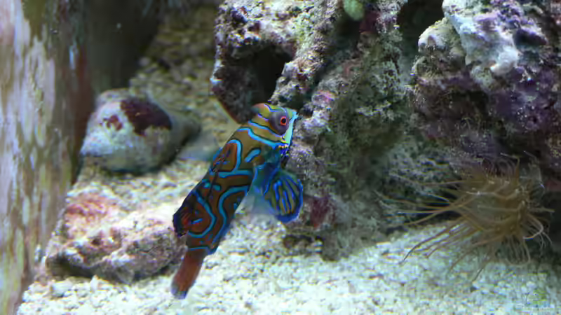 Mandarin-Männchen von Zapfenmanderl (25)