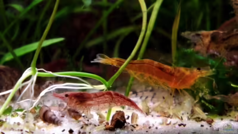 Mandarin und Cherry von snooze (89)