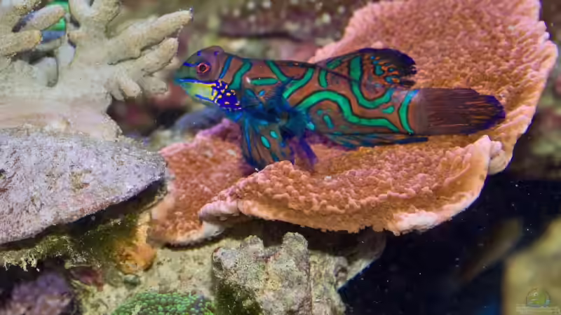 Mandarin von Azalee (24)