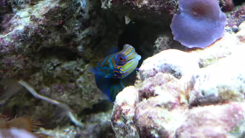 Mandarin von Zapfenmanderl (23)