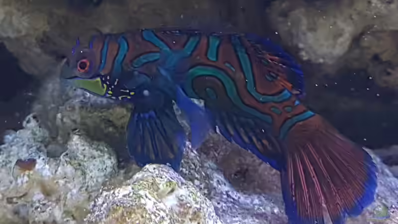 Mandarinen Fisch (Den Ganzen Tag auf Futter suche) von Kai Heermann (22)