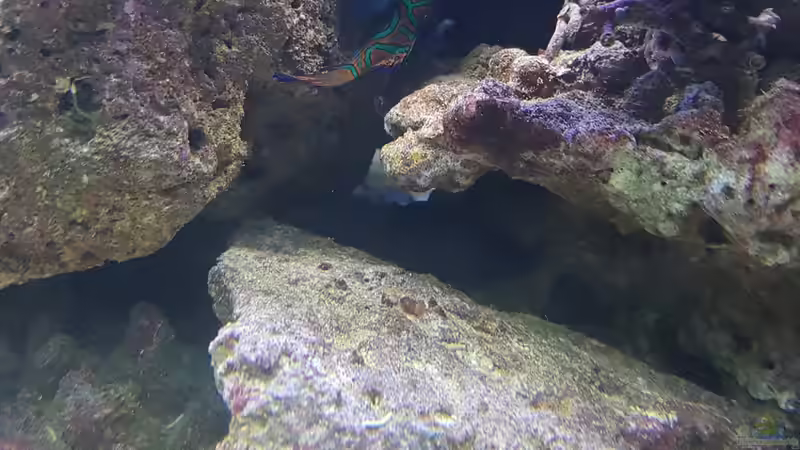 Mandarinen Fisch von Kai Heermann (27)