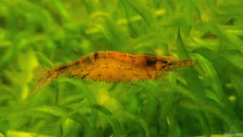 Mandarinengarnele von Monja (6)