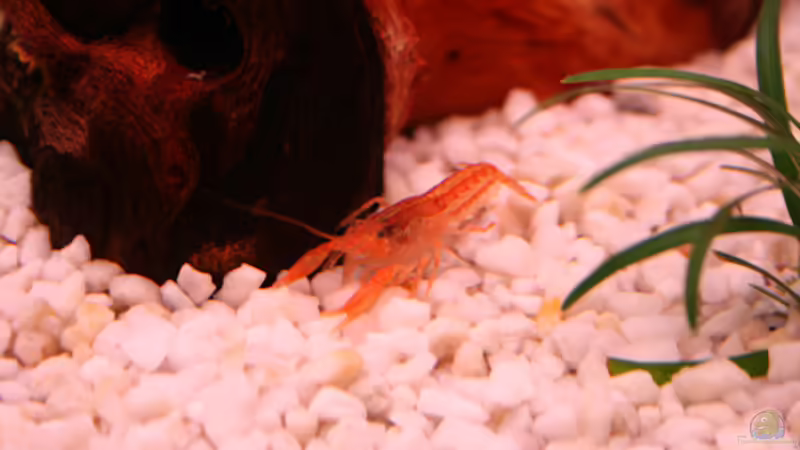 Mandarinenkrebs von Photi (9)