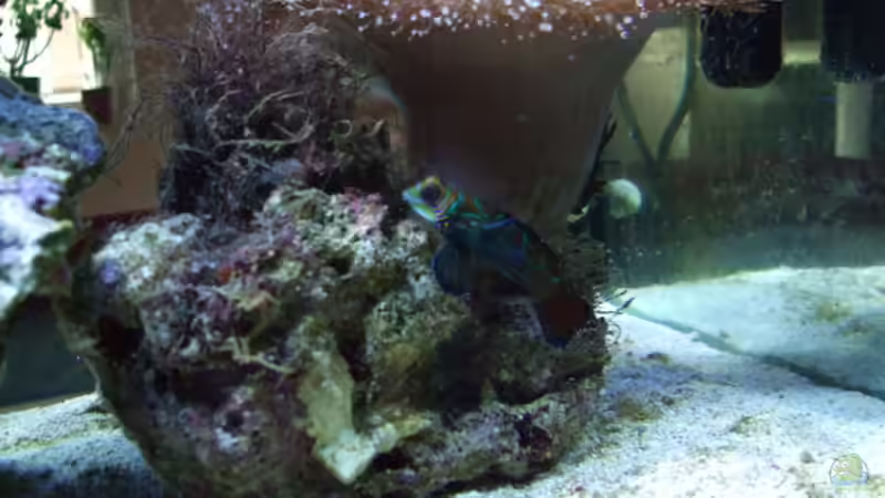 Mandarinfisch von Salzeritis (25)