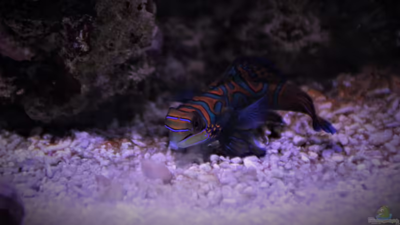 Mandarinfisch von Thomas S-H (27)