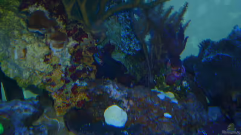 Aquarien mit Synchiropus splendidus (Mandarinfisch)