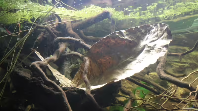 Mandelbaum Blätter ,und diverse ??ste sowie afrikanische ??ste von Florian Bandhauer (40)