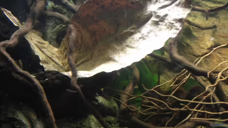 Mandelbaumblätter hängen einfach zwischen den afrikanischen ??sten ! von Florian Bandhauer (46)