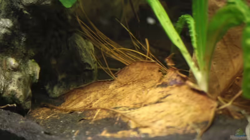 Mandelbaumblätter,sowie Afrikanisches Steppengras ! von Florian Bandhauer (42)