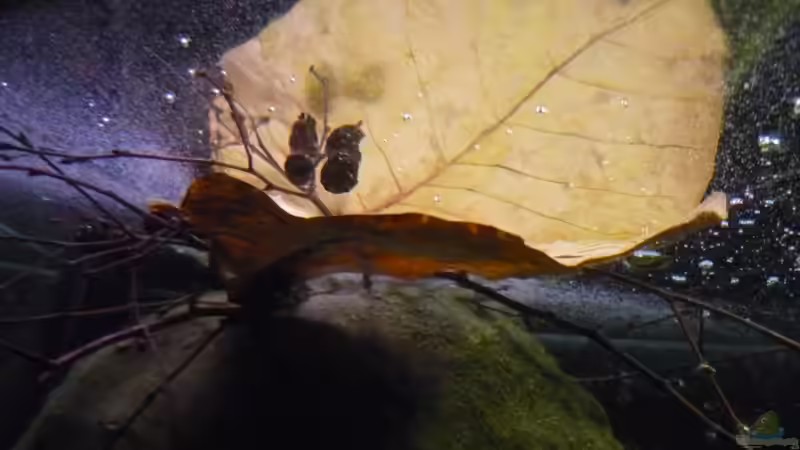 Mandelbaumblatt mit Erlenzäpfchen von Chris_R. (10)