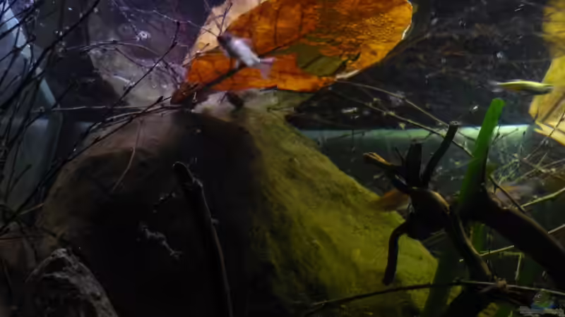 Mandelbaumblatt von Chris_R. (7)