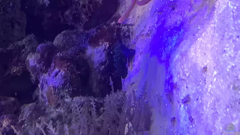 Manderin Fisch w von Diver (34)