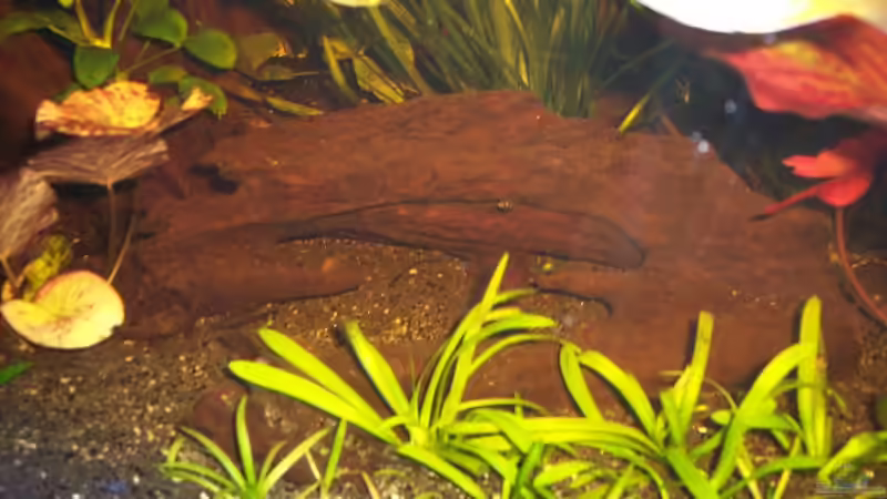 Mangovenhöhle von René Schouwenaars (4)