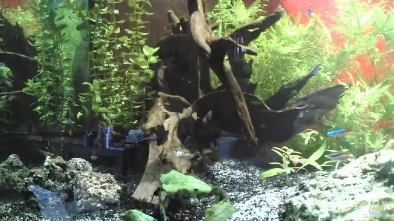 Mangroovenwurzel von Thomas Stadlmayr (4)