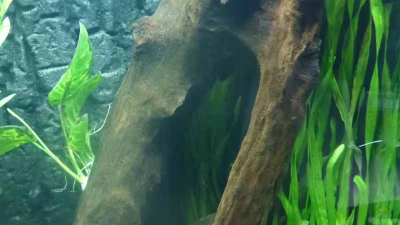 Mangrove Gr.L (2012-12-18) von Mario Bösch (11)