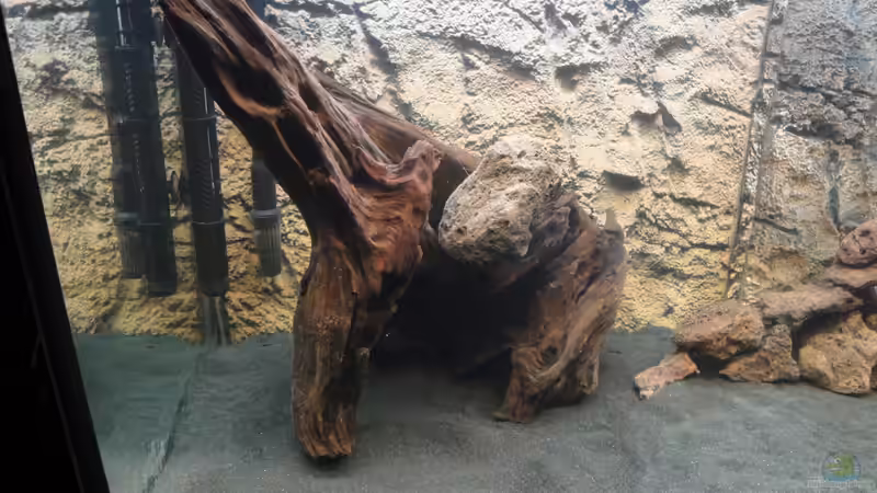 Mangrove muß noch beschwert werden von Fischkopp83 (21)