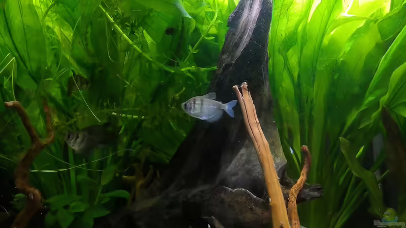 Mangrove u. Moorkien von Theresa Horak (3)