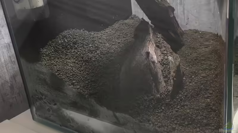 Mangrove von Zohan (11)