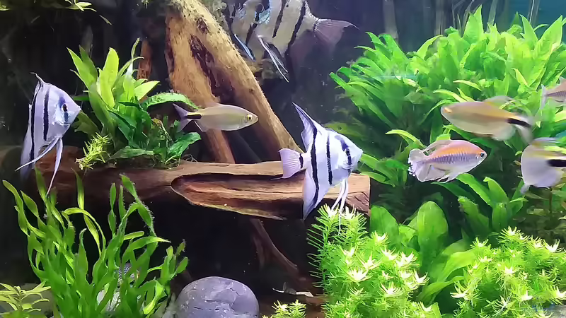 Mangroven von Grünhexe (152)