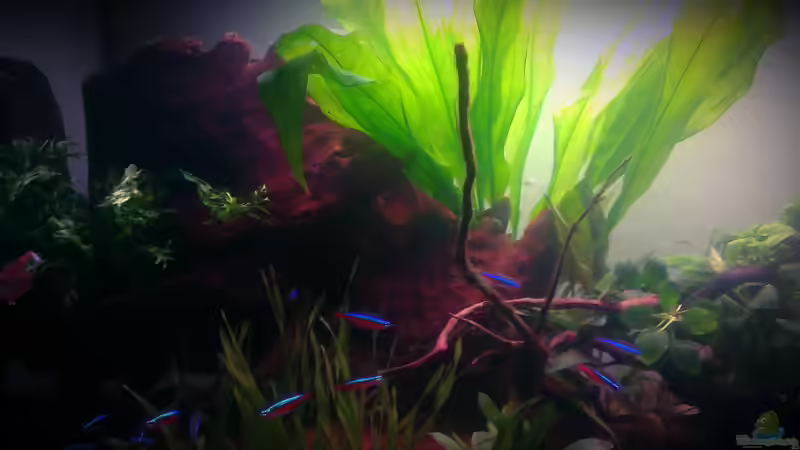 Mangroven-Wurzel, bzw massives Mangroven-Holz :D  von Der Sebastian (6)