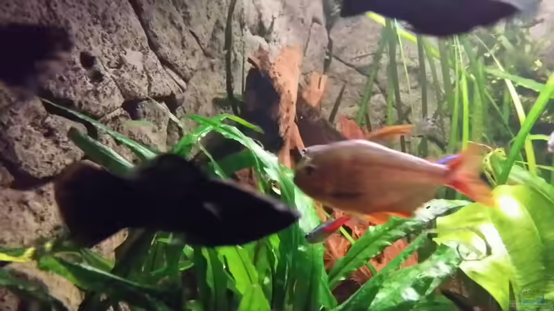 Mangroven Wurzel von Steffen und Felix (100)