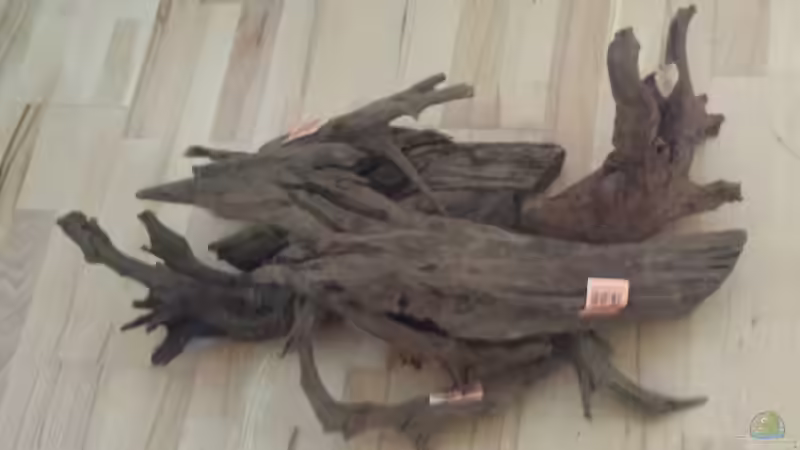 Mangroven Wurzeln einzeln von sonic85 (26)