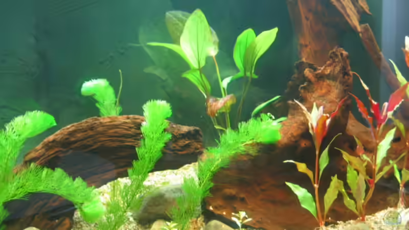 Mangrovenecke von Siegfried Tränkner (3)