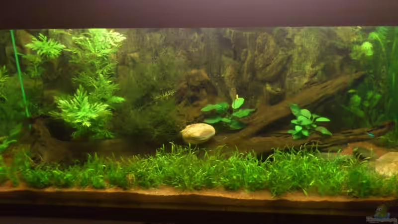 Mangrovenhölzer von Rainbowfan (19)