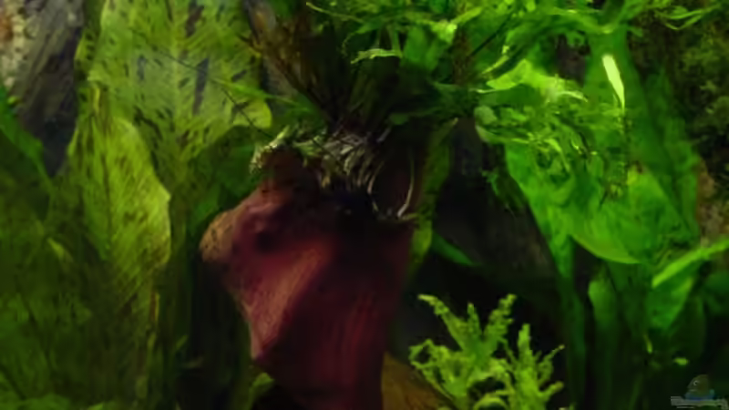 Mangrovenholz bepflanzt mit Microsorum pteropus Windelov und Pogostemon helferi von Sabine Stark (19)